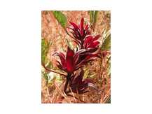 Гибискус, каркаде. Цветочный чай из Африки